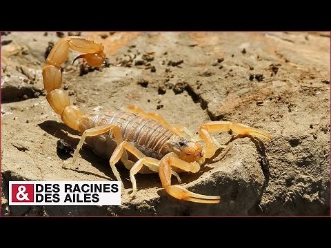 Le scorpion de Provence, dangereux mais utile !