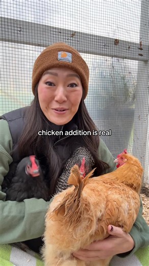 4.5K views · 197 reactions | Chicken addiction is real #petchickens #backyardchickens #raisingchickens #chickenkeeping #crazychickenlady | Chickmeout6 | Facebook