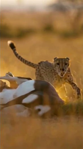 Human–Wildlife Conflict | Cheetah Attack Ends in Tragedy