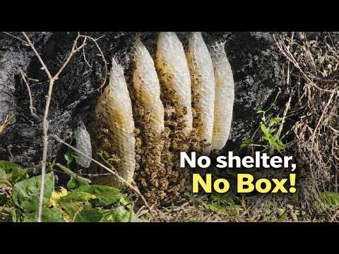 Nature Rarely Shows This: A Wild Honeybee Nest!