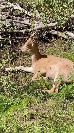 Turkmen Ibex: The Wild Mountain Goat That Defies Gravity