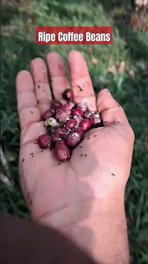 Ripe Coffee Beans
