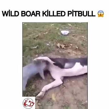 Wild boar fight with a pitbull / domuz pitbulu parçaliyor!! (EURO KANGAL VİDEOLARI)