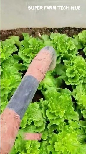 Morning at the lettuce farm and effective ways to eliminate pests #farminglife #farming #harvesting
