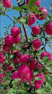 Red apple tree #fruitgarden