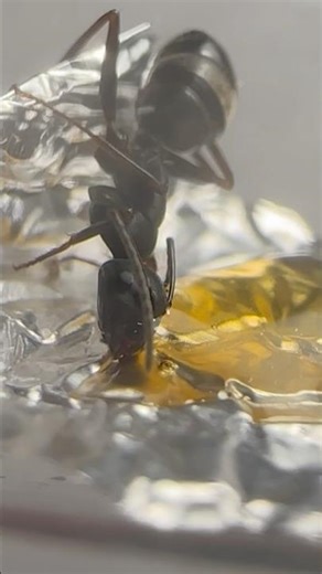 Feeding My Pet Ants!