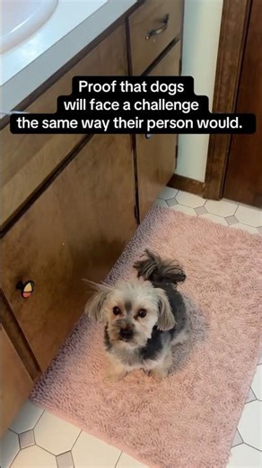 We both know when to just go with the flow . #dogs #doglife #cute