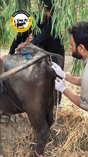 Buhner Suture || Surgery of uterine prolapse || how to prevent prolapse of uterus in cow