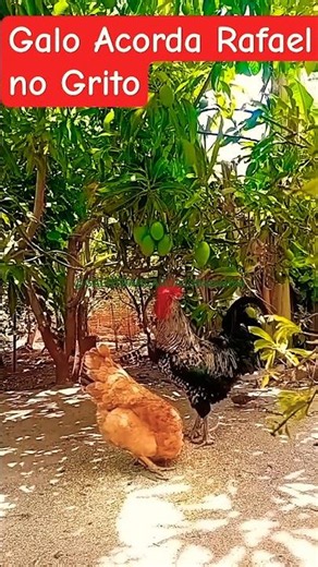 #pets #humor #aves #rooster #memes
