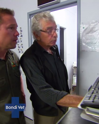 At the Australian Reptile Park, Atomic Betty, the python, is off to visit the doctor but first the team must capture her safetly! | Bondi Vet