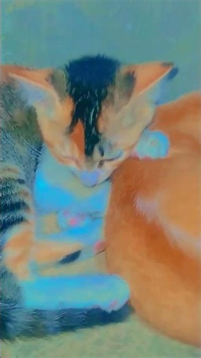 🔫😼😻💖 #beranda #cat #CATT