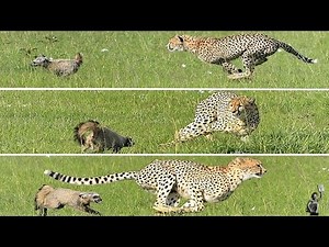 Scaredy cat! Cheetah turns scaredy cat when the dog it's chasing for dinner turns the tables