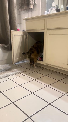 My cat would be a great detective.