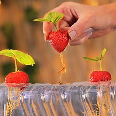 Incredible hacks to turn your leftovers into plants! 🍓
