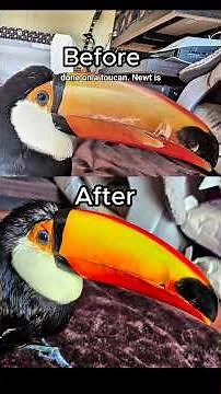 insane & relaxing toucan beak restoration rehab #animals #shorts #birds #asmr #restoration #rescue