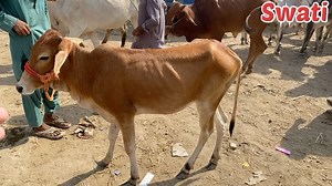 52K views · 1.9K reactions | Katu or khubsurat chota maal update by swati ❤️ | Mandi by Swati -Vlogs | Facebook