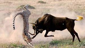 Flying Cheetah! Mother Wildebeest Launches Cheetah Into The Air To Save Baby, Lion vs Leopard #Wildlife #Wild Animals #wild #animals #Africa Animal #Animal Attack #Life #Entertainment | King Of Jungle