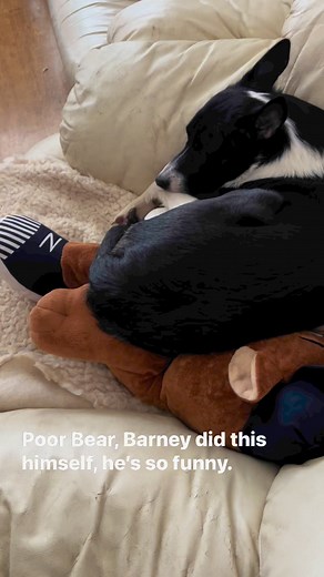 576 reactions · 87 comments | Just had to film this it made me laugh. Barney did it all himself, starting with putting the big bear on the chair. | Stephen Kelleher | Facebook