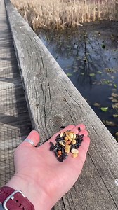 Cardenal. 😍 by @pumpkin__dreams_asmr #cardinal #amazing #beauty #photography #cute #photooftheday #nature #beautiful | Mundo Increíble