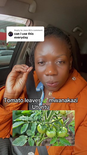 Tomato Leaves Benefits for Health and Wellness