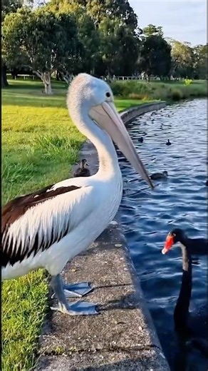 This Bird Can Eat ANYTHING 😱 | Shocking Truth About the Pelican#facts #viral #shorts