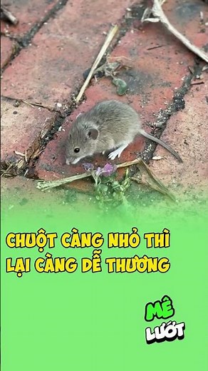 Chuột càng nhỏ thì lại càng dễ thương | Mê Lướt