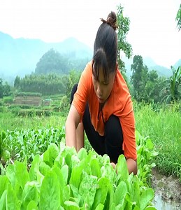 Single mom -Harvest vegetables and bring them to the market to sell - Improving the farm, cooking | Mom & Baby