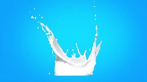 Milk Splash Crown Isolated. Pouring fresh milk. Milk splashes in slow motion. Milk splashes with luma mate.