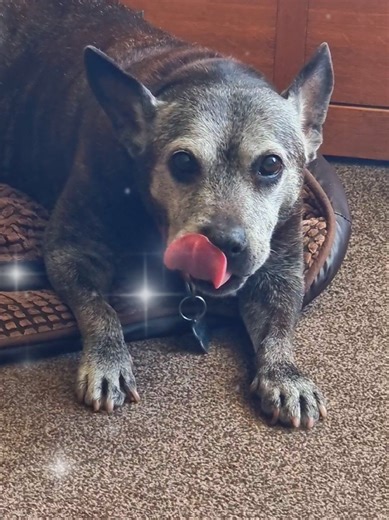 Chloe is amazed at how many views and interactions she has received on a recent post that she hasn't stopped cleaning herself and making herself presentable for the next video 🤣🤣🤣 Previous videos have only had 2-300 views but all of a sudden her last video has hit 14k overnight and still growing. Thanks for all the love for this old girl 🥰🥰🥰 #staffy #olddog #dogsoftiktok #staffylove #staffysoftiktok