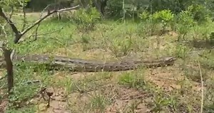 A 6 meter monster python 🐍 Lower Zambezi National Park 🇿🇲 | Visit Zambia.