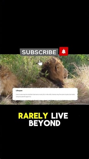 How Did Scarface Survive For So Long? #lions #shorts #wildlife