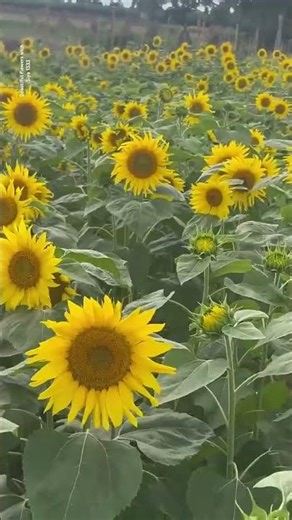 suryamukhi flower beautiful video #suryamukhi shot