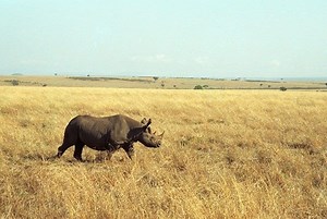 Black Rhinoceros