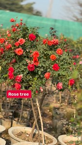 1K views · 64 reactions | Standard rose tree 03457858830 #gardening #rose #tranding #nursery | Dogar Online Nursary and Kitchen Gardening Shop | Facebook