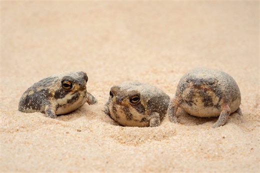 Frog Butt Obsession? Yeah. It's a Thing.