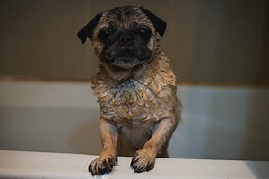 Can A Dog Go Outside After A Bath? (Top 4 Reasons Why They Shouldn't) - Bulldogpapa