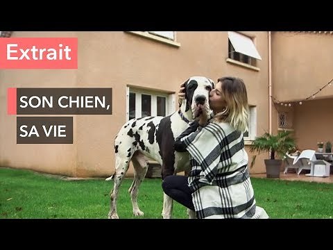 Le quotidien avec son chien de 85 kg ! - Ça commence aujourd'hui
