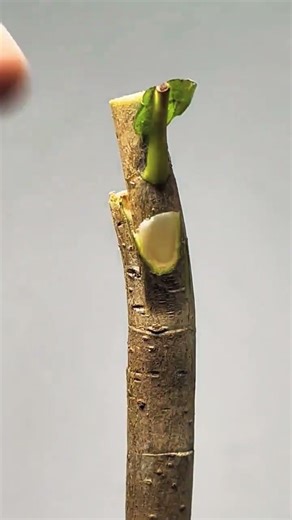 Simple loquat grafting method—done in just minutes 🌱#LoquatGrafting #GraftingTechniques #PlantCare