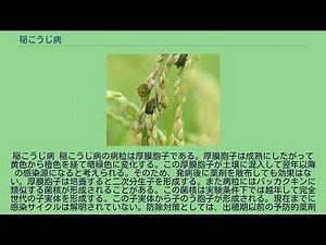 稲こうじ病