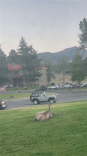 Bull Elk Rests Then Lets Out a Powerful Bugle