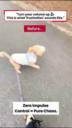 Does your dog throw a tantrum when they don't get their way? 😫🔊 That noise in the beginning? That is the sound of pure frustration. Before training, Abby had zero impulse control. If she was told "No" or asked to sit when she didn't want to, it was total chaos on the leash. Now? Watch the second half. 👉 This is what peace of mind looks like. ✅ Rock-solid "Stay" ✅ Perfect Recall ("Come!") ✅ Calm, happy focus Impulse control doesn't just change the walk—it changes your entire relationship with 