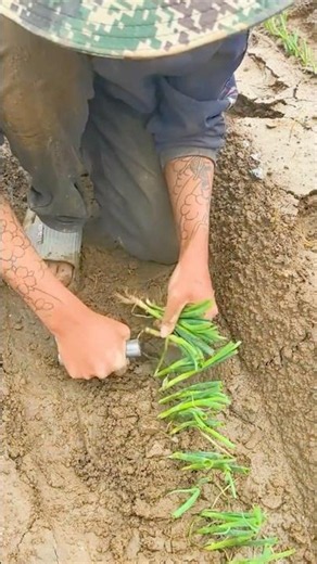 Hard-Working Farmers Plant Green Onions #farmingtech