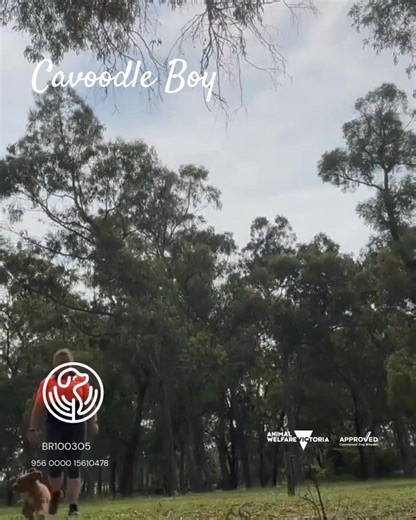 🌟🐾 Had the best time running around the park with this adorable little Cavoodle boy! He’s found his fur-ever home with Kim and we couldn’t be happier for him! 🐶 💕 We have Cavoodles and Spoodles on our website and they are just the cutest! If you're looking for a furry friend, check it out for more cuties waiting for their own fur-ever homes! 🐕✨ #CavoodleLove #furryfriends Microchip number: 956000015610478 Victorian Minister Approved Breeder BR100305 | Banksia Park Puppies