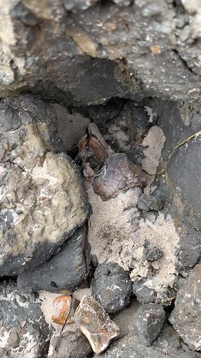 Southcoastfossils on TikTok