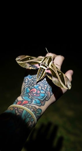 Huge Hawk Moth Amazing Night Flight #moths #nature #wildlife