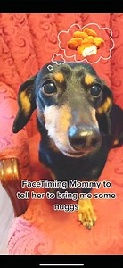 Waiting for my snack! 🐶✨ Can't resist those adorable cuddles and treats. #DogLife #PuppyLove | Kira Price