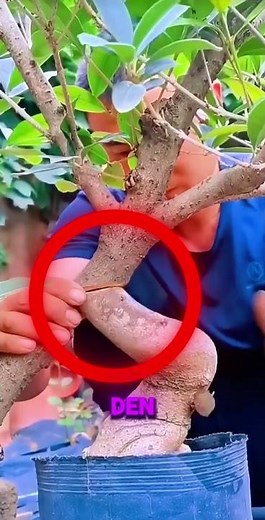 This guy has created something incredible with this tree 🌳😱