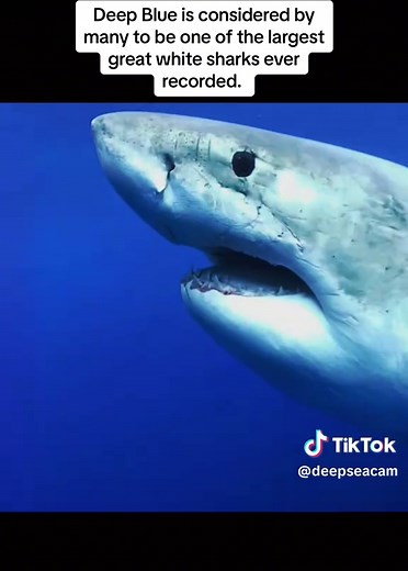 Deep Blue Shark: The Giant of the Ocean