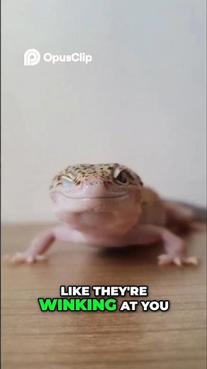 Why Leopard Geckos Are Way Cuter Than You Think!