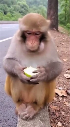 The Monkey's Unpleasant Taste Test